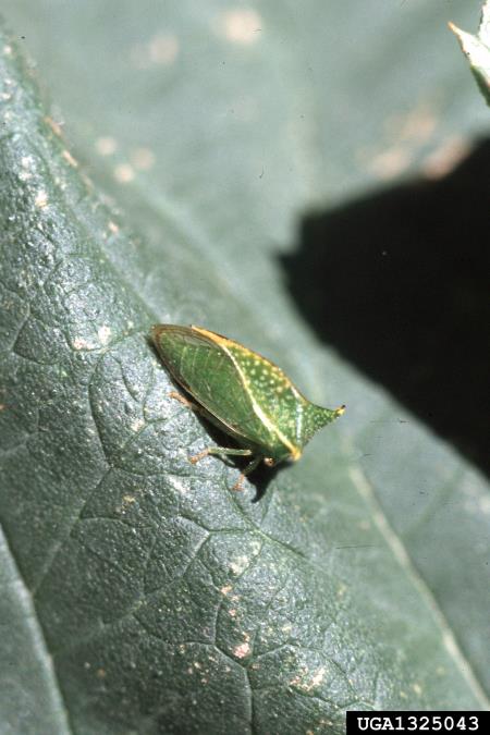 zelena grbavka (<i>Stictocephala bisonia</i>)
