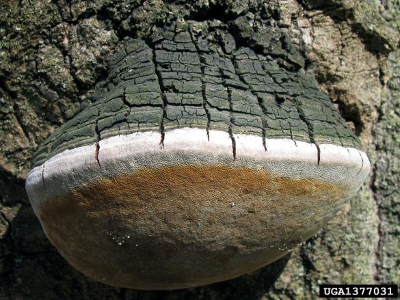 vrbov plutač (<i>Phellinus igniarius</i>) na <i>Fagus grandifolia</i>