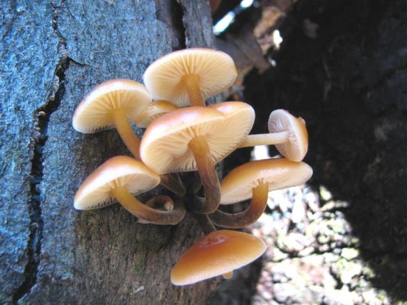 Flammulina velutipes