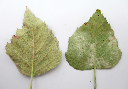 <em>Erysiphe ornata</em>