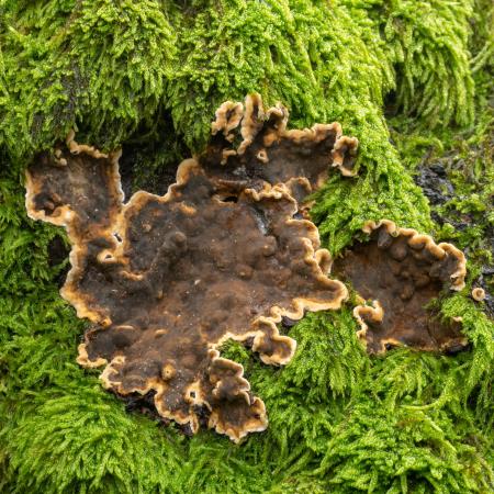 <i>Porostereum spadiceum</i>