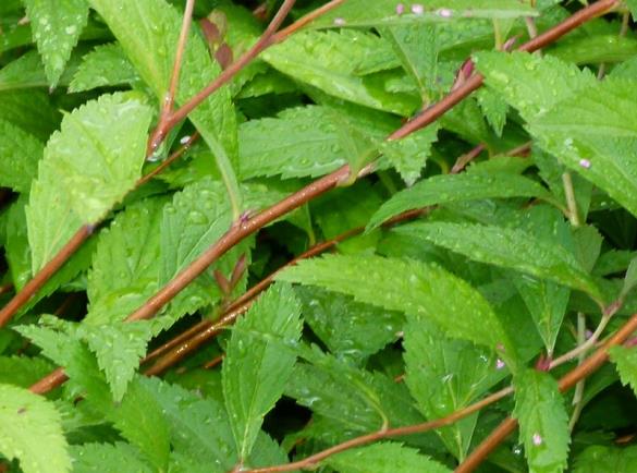 <i>Spiraea japonica</i>