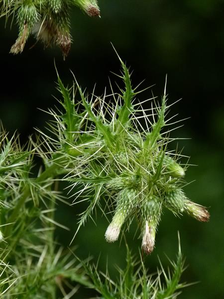 <i>Cirsium candelabrum</i>