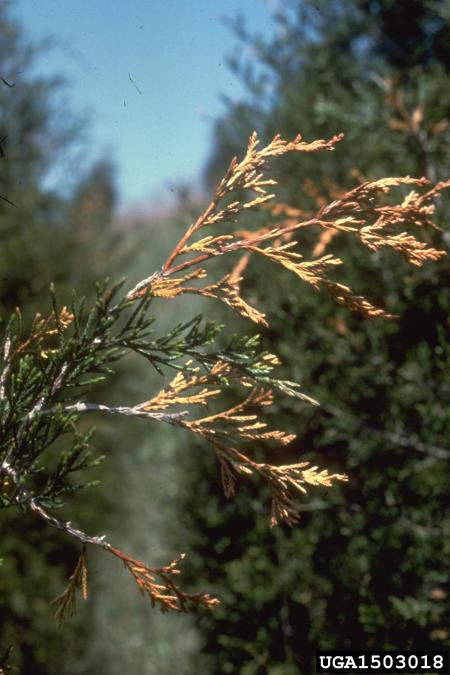 rjavenje tujinih (klekovih) lusk (<i>Didymascella thujina</i>) na <i>Juniperus</i> spp.