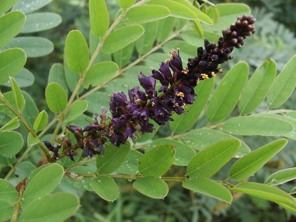 <i>Amorpha fruticosa</i>