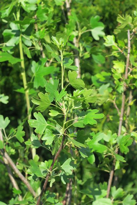 <i>Ribes aureum</i>