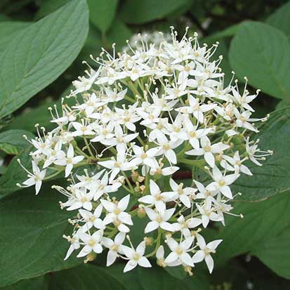<i>Cornus sericea</i>