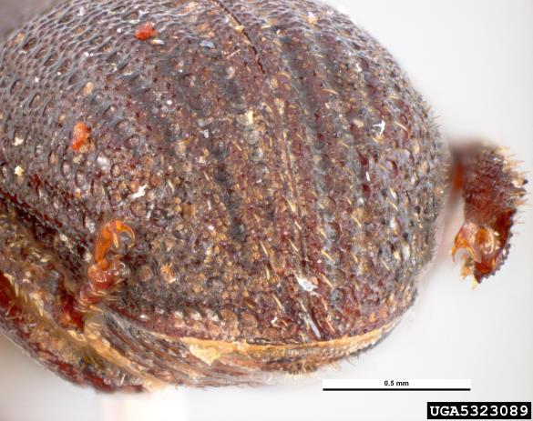 smrekov koreninar (<i>Hylastes cunicularius</i>)