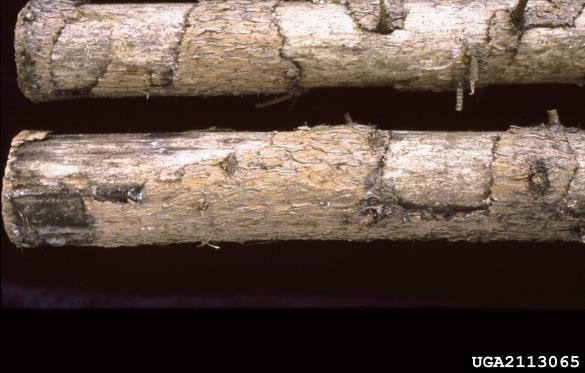 navadna veverica (<i>Sciurus vulgaris</i>) na <i>Picea abies</i>