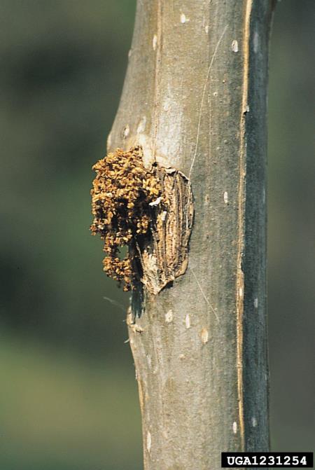 mali topolov steklokrilec (<i>Sciapteron tabaniformis</i>)