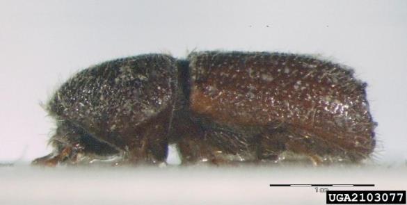 mrki borov lubadar (<i>Orthotomicus suturalis</i>)