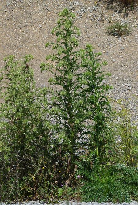 <i>Cirsium candelabrum</i>