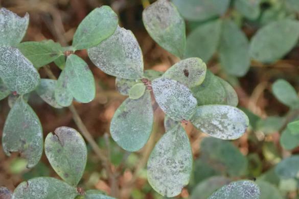 <i>Podosphaera myrtillina</i>