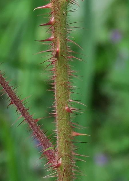 <i>Rubus phoenicolasius</i>