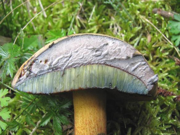 Boletus luridus