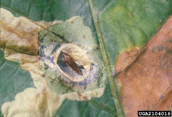 listni zavrtač divjega kostanja (<i>Cameraria ohridella</i>) na <i>Aesculus hippocastanum</i>