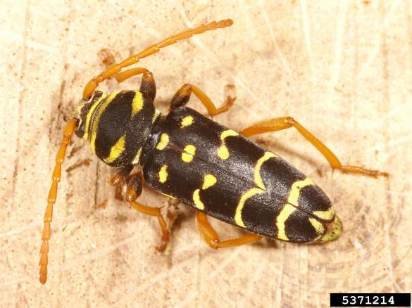 slokasti jarec (<i>Plagionotus arcuatus</i>)