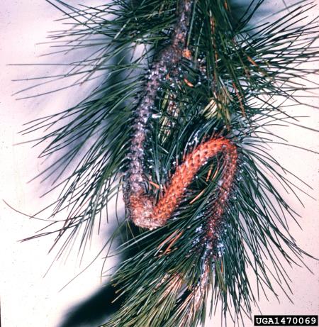 zavijač borovih poganjkov (<i>Rhyacionia buoliana</i>) na <i>Pinus resinosa</i>