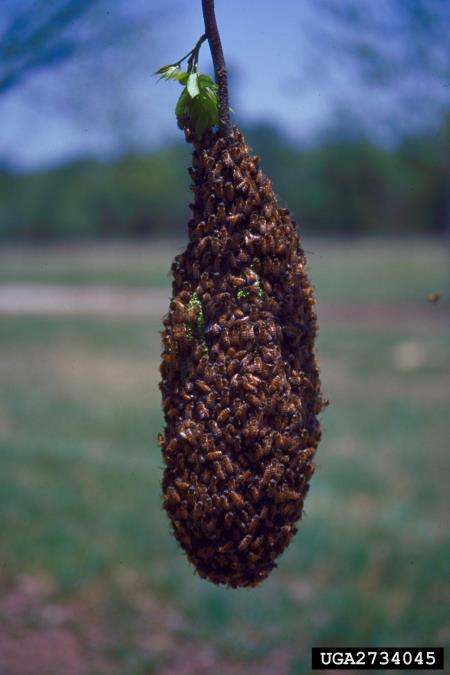 medonosna čebela (<i>Apis mellifera</i>)