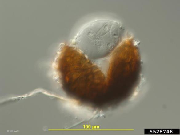 <i>Podosphaera macularis</i>
