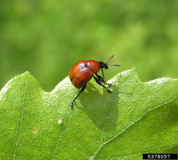 zavijač (<i>Attelabus</i>) na <i>Quercus</i> spp.