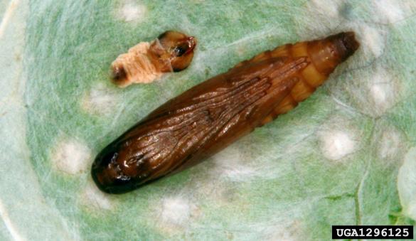 hrastov molj (<i>Tischeria ekebladella</i>)