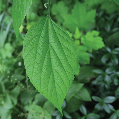 <i>Celtis occidentalis</i>
