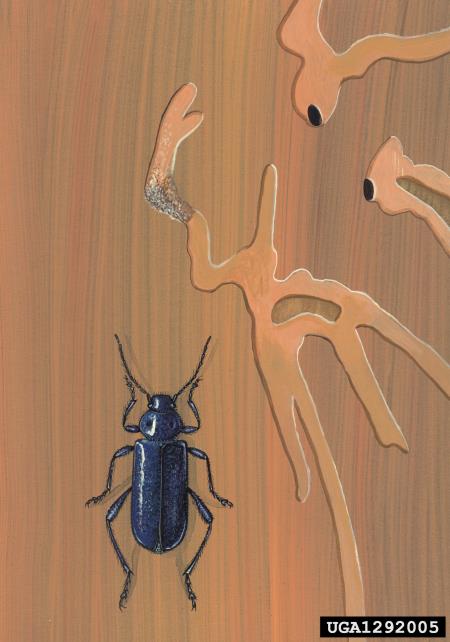 modri kozliček (<i>Callidium violaceum</i>)