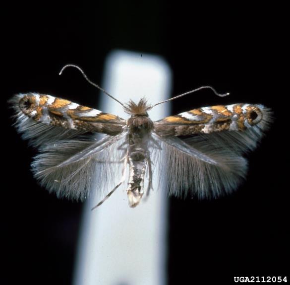 listni zavrtač robinije (<i>Phyllonorycter robiniella</i>)
