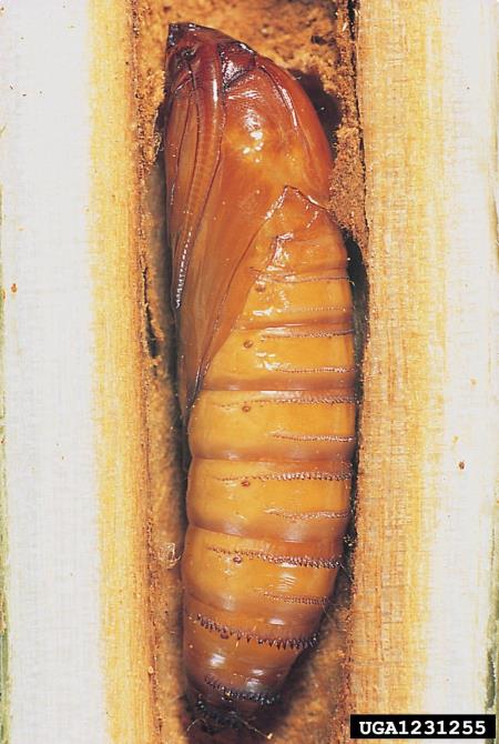 mali topolov steklokrilec (<i>Sciapteron tabaniformis</i>)