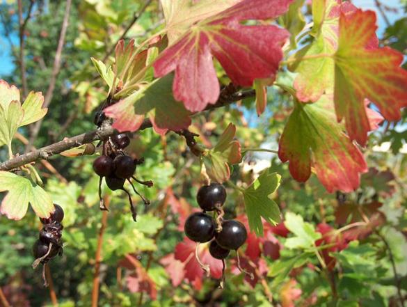 <i>Ribes aureum</i>