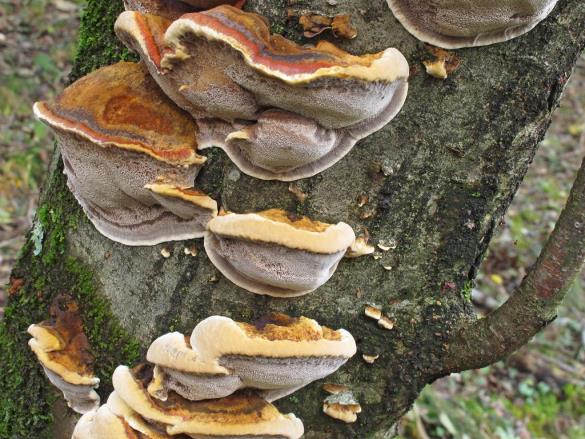 Inonotus radiatus