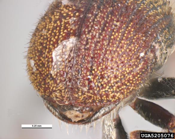<i>Phloeotribus scarabaeoides</i>