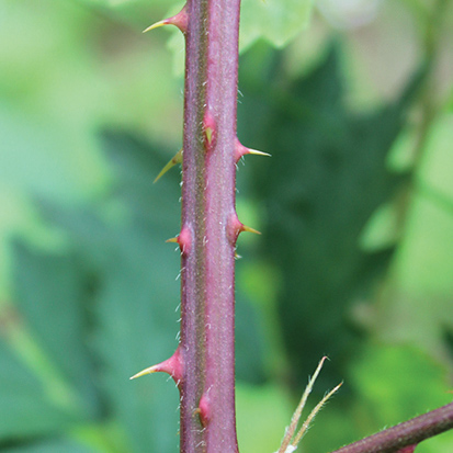 <i>Rubus laciniatus</i>