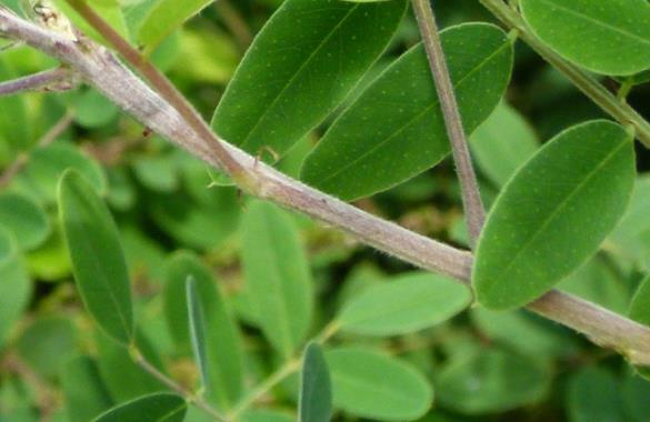 <i>Amorpha fruticosa</i>