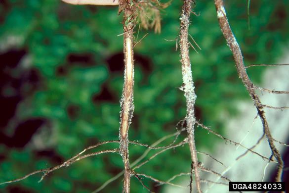 borov smolasti rak (<i>Gibberella circinata</i>) na <i>Pinus clausa</i>