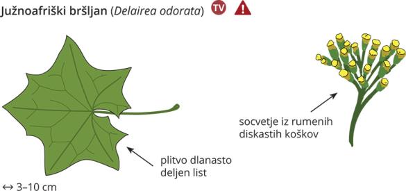 <i>Delairea odorata</i>