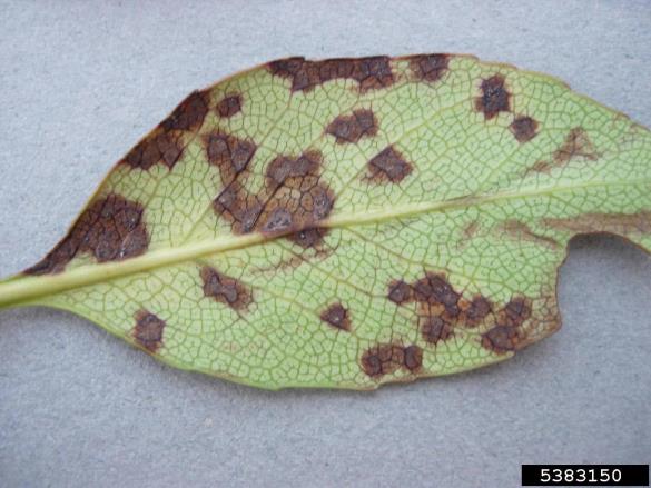 kutinova (glogova) listna pegavost (<i>Diplocarpon mespili</i>) na <i>Rhaphiolepis indica</i>