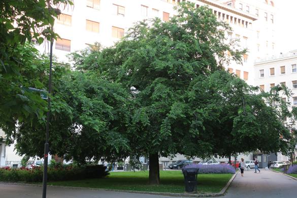 <i>Celtis occidentalis</i>