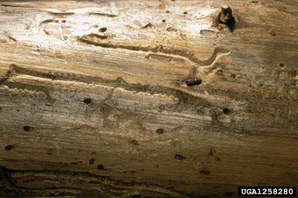 mrki borov lubadar (<i>Orthotomicus suturalis</i>)