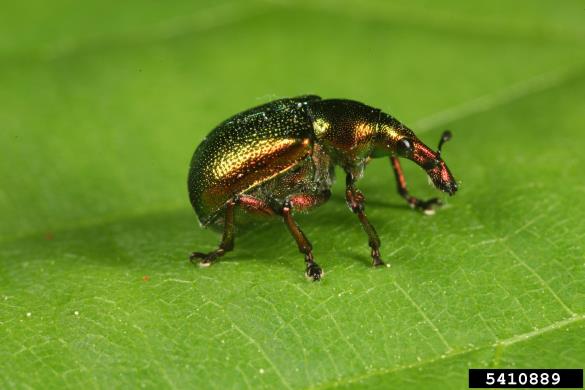 zavijač (<i>Byctiscus</i>) na <i>Populus</i> spp.