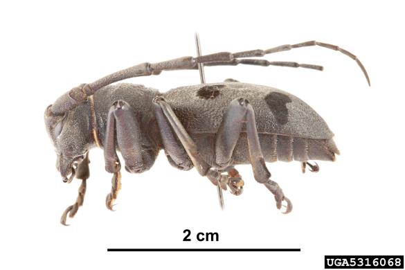 bukov kozliček (<i>Morimus funereus</i>)