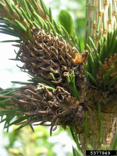 zelena smrekova uš ali zelena smrekova šiškarica (<i>Sacchiphantes viridis</i>) na <i>Picea</i> spp.