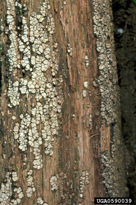 mozaikasti votlinar (<i>Xylobolus frustulatus</i>)