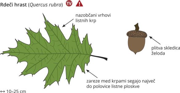 <i>Quercus rubra</i>