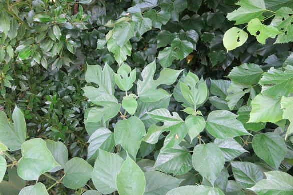 <i>Broussonetia papyrifera</i>