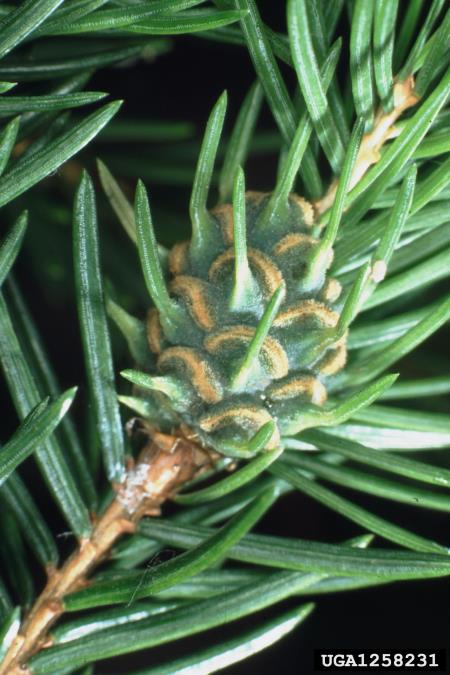 <i>Adelges abietis</i>