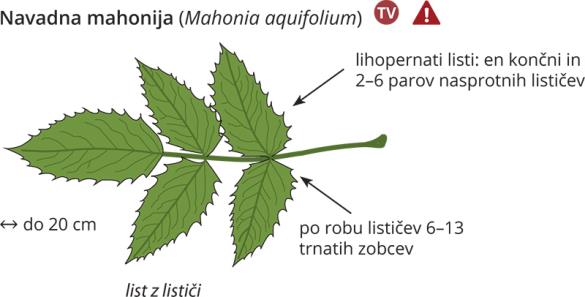 <i>Mahonia aquifolium</i>