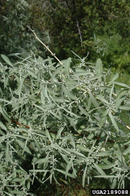 <i>Elaeagnus angustifolia</i>