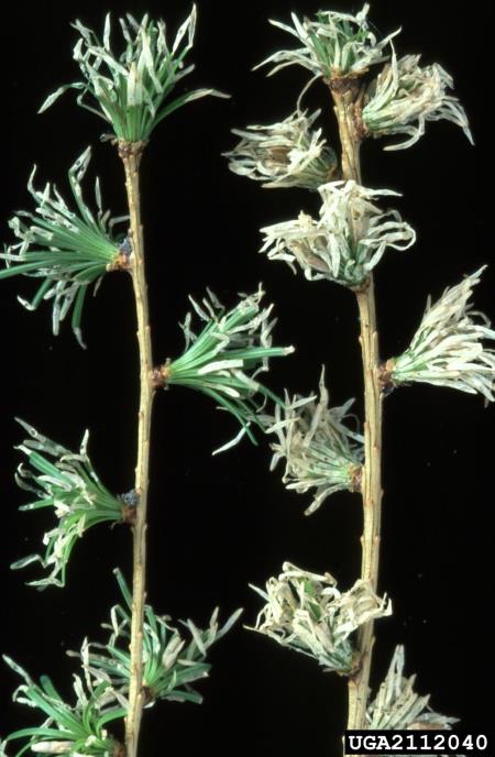 molj macesnovih iglic (<i>Coleophora laricella</i>) na <i>Larix decidua</i>